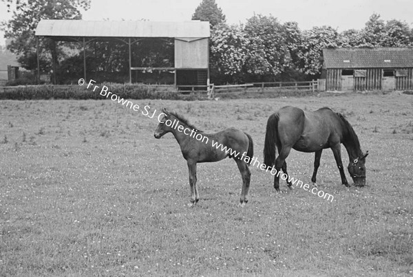 HEADFORD HOUSE  MISS ELIZABETH CLARKE WITH THOROUGHBRED MARES AND FOALS